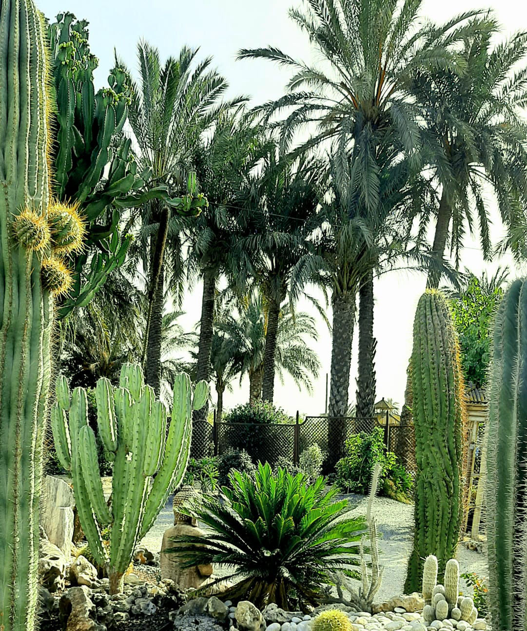 Buda tropical zen - 2