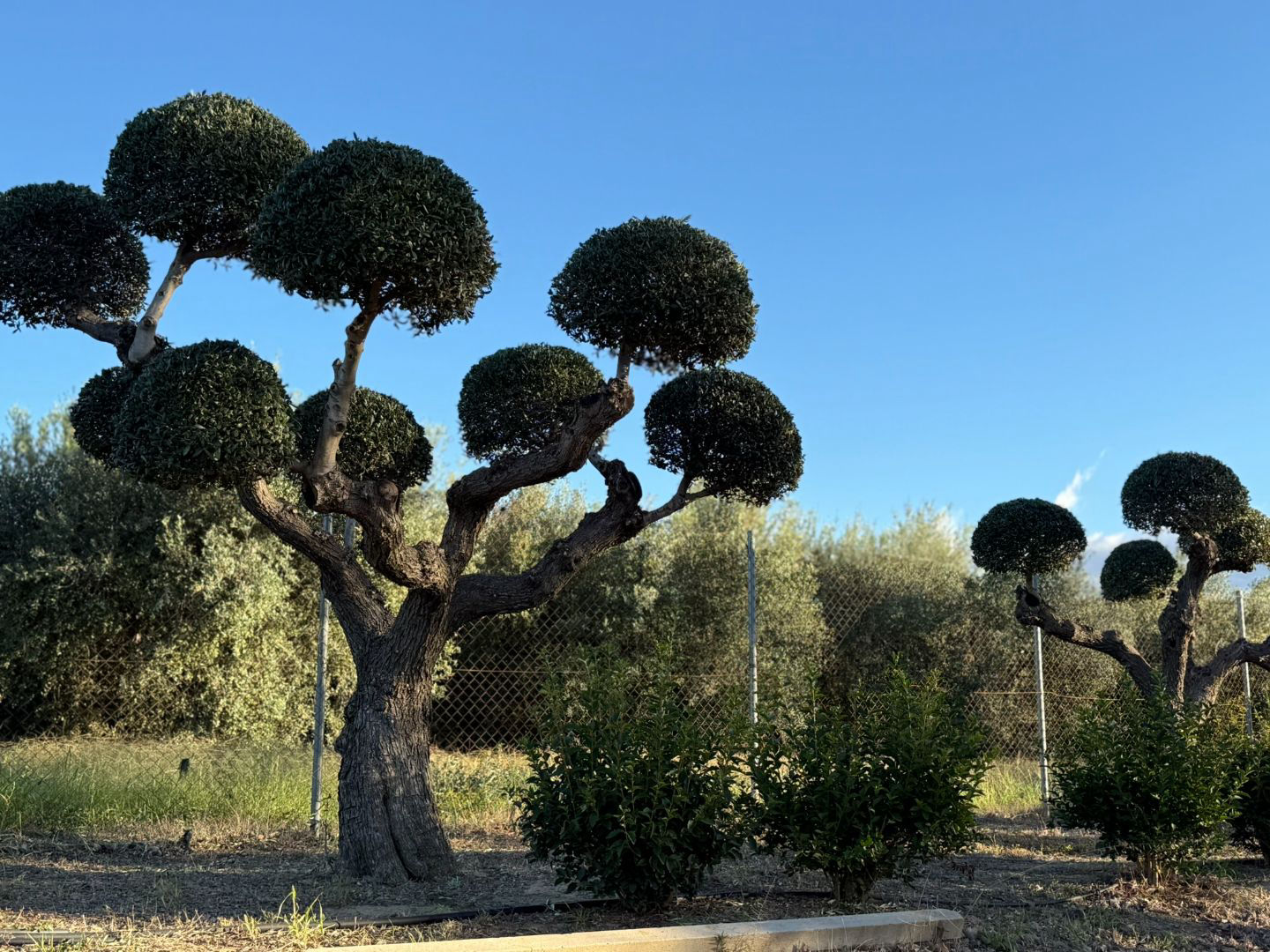 Oasis de Olivos - 3