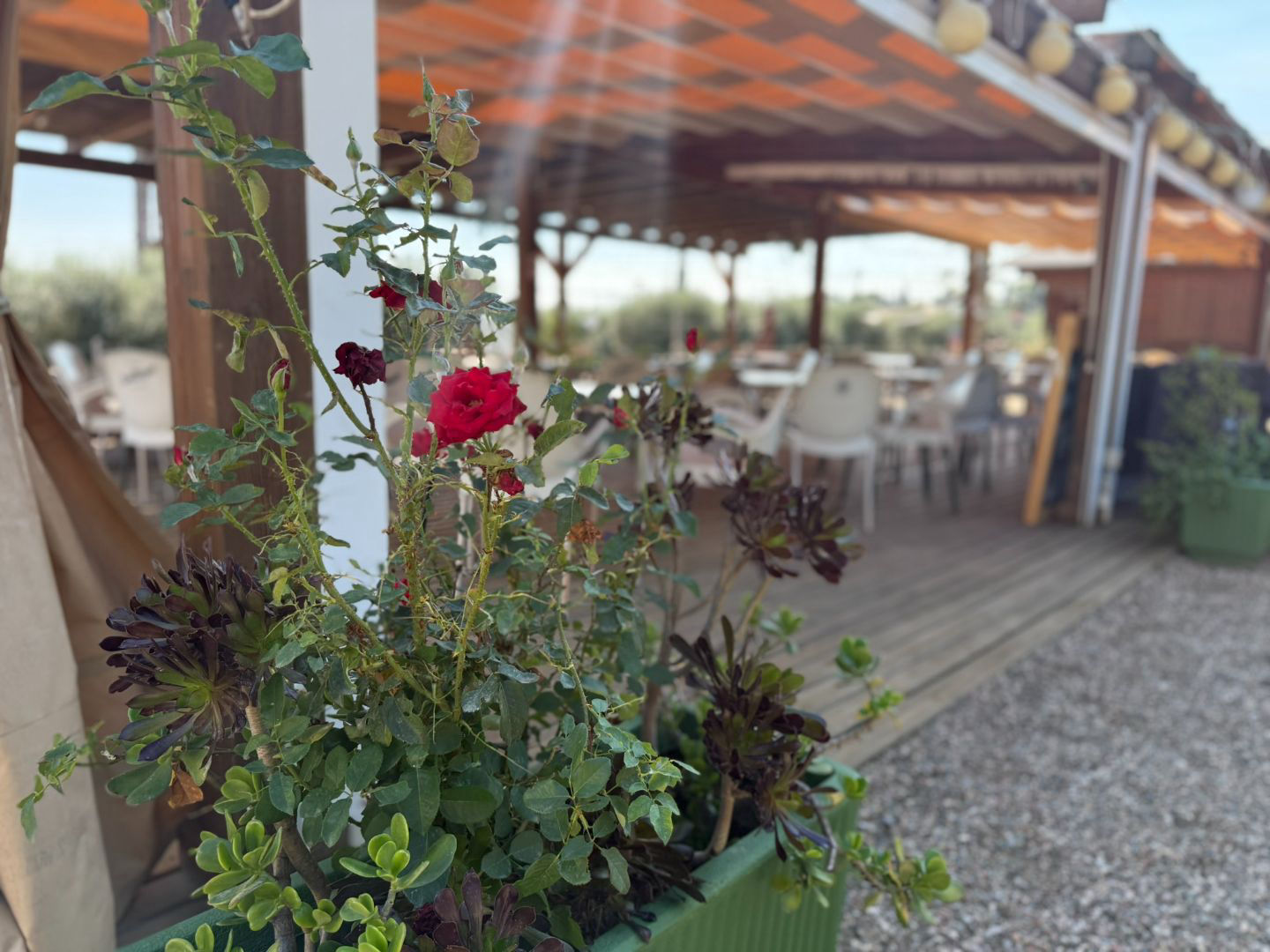 Oasis de Olivos - 2